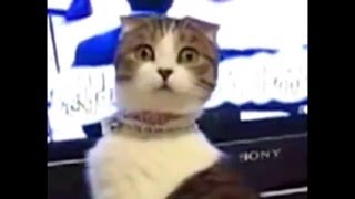 Dramatic Look Cat