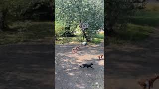 Goat jumps at little boy as he shoots basketball into hoop