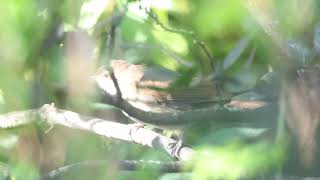 Terrestrial Brownbul, Faerie Glen nature reserve, Pretoria.