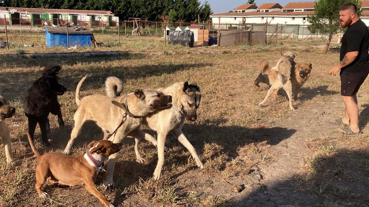 MAZLUM TOSUN ÇETESİNİ ÇÖKERTTİ İÇ SAVAŞ ÇIKTI!