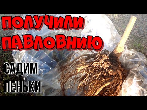 Видео: Йошта (29 снимки): описание на хибрид от касис и цариградско грозде. Какво е това растение? Сортове, засаждане и грижи, подрязване на йошта през есента за начинаещи