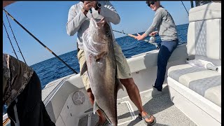 Destin Florida Charter Fishing / Destin Rodeo / Amberjack AKA REEFDONKEY