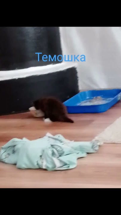 миляшки - YouTube