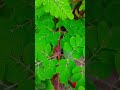 #nature #beautiful #youtube shorts #gramer sundorjo  #prakriti #flowers 😱🌿🌿🌿☘️🌻