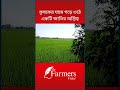 কৃষকের ঘামে গড়ে ওঠে একটি জাতির অস্তিত্ব #shortvideo #shortfeed #ytshorts #vuralvideo
