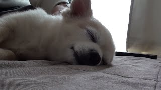 Massage for Chihuahua, Time of rest and relaxation 2