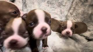 Boston Terrier Puppies born 4/28/24