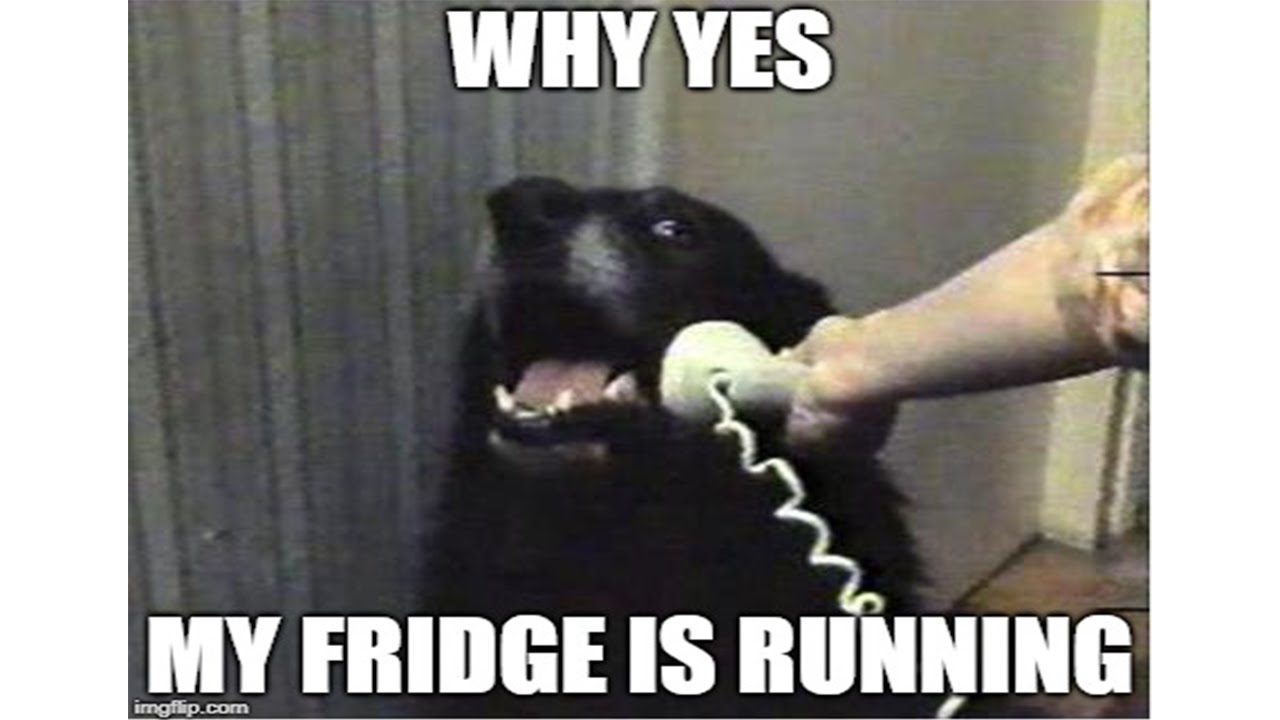 Talking Dogs A Funny Talking Dog Videos Compilation 2020 YouTube