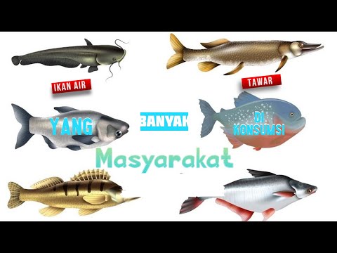 Video: 7 Ikan Air Tawar Yang Sesuai Untuk Tangki 10-Gallon