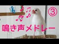 文鳥　鳴き声メドレー③　Java sparrow