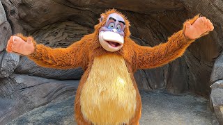 King Louie Surprise Meet & Greet at Disney’s Animal Kingdom During Earth Week 2023 - The Jungle Book