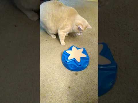 as-seen-on-tv-cat-toy