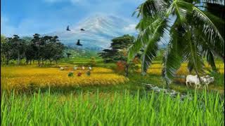 Video Latar Belakang Sawah Padi