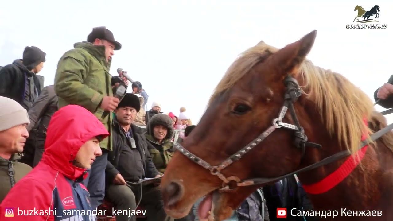 Бузкаши Дашти Калон Кушмола 28.01.2026
