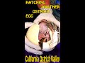 Baby Ostrich Hatching