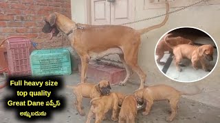 7732036632 | top quality Great Dane puppies for sale in telugu |Aj pets