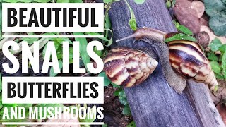 Beautiful Snails, Butterflies and Mushrooms