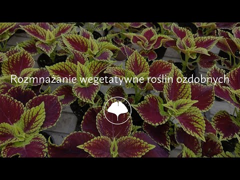 Wideo: Co To Jest Rozmnażanie Wegetatywne Roślin