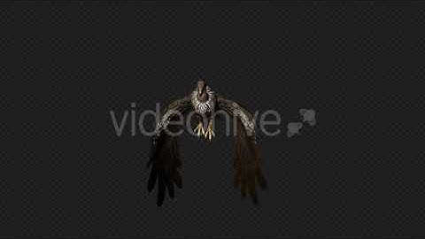 Buzzard Idle Pack 8 In 1 | Motion Graphics - Envato elements