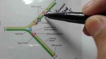 DNA replication in prokaryotes part 4