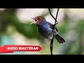 Suara Masteran Burung Prenjak Kepala Merah Betina Gacor Tembakan Panjang