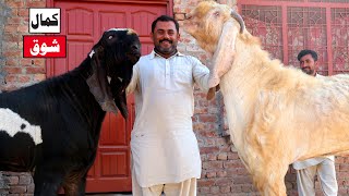 Big Amritsari & Jhangi Breeder Goats Of Poma & Abid Jhang 2021
