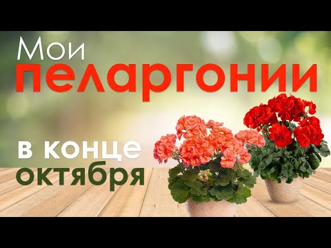 Мои пеларгонии в