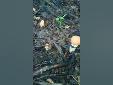 СПб, Усть Ижора. - YouTube