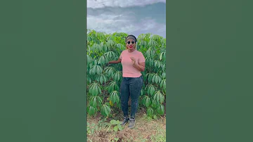 በረከትገበሬዋ እንጀራ ውስጥ ሚቀላቅሉት ጀሶ Bekifarmer Farmertube Dawitdreams Besintu Adeydrama 