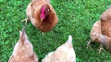 Iddy exercising some impulse control around  a flock of chickens May 17, 2016