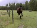 Flying Horse Suleika