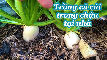 Trồng củ cải trắng trong chậu tại nhà|Growing daikon radish