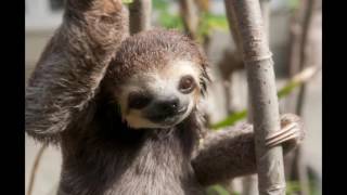 sloth slideshow