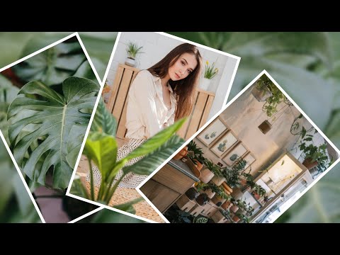 Video: Koje Biljke Dišu