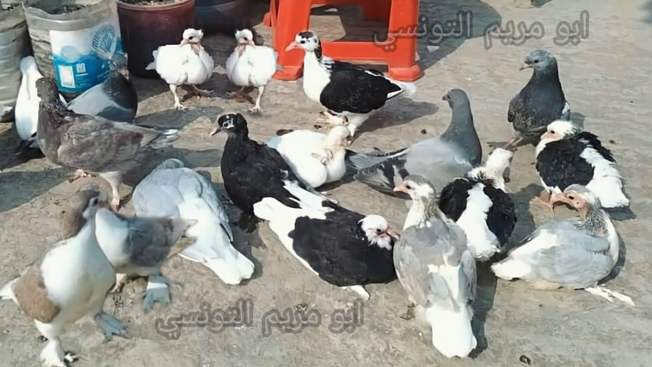 قطف وفطام زغاليل الحمام مع ابو مريم التونسي