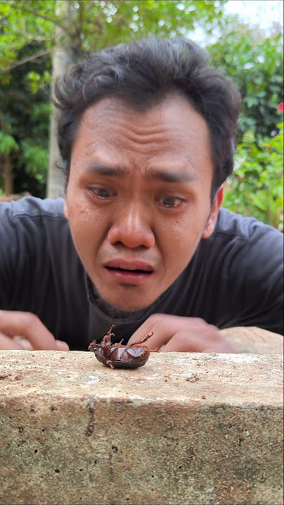 memberi makan kumbang jantan #shorts #kumbang