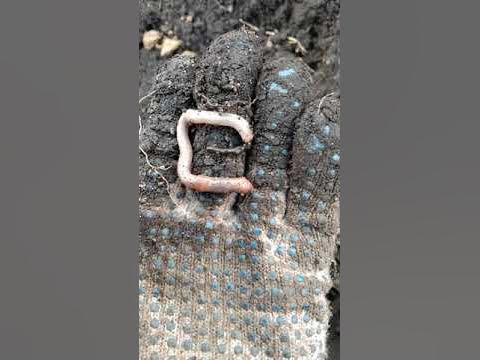 Как "какают" черви - YouTube
