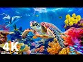 Under Red Sea 4K - Beautiful Coral Reef Fish in Aquarium, Sea Animals for Relaxation - 4K Video #68