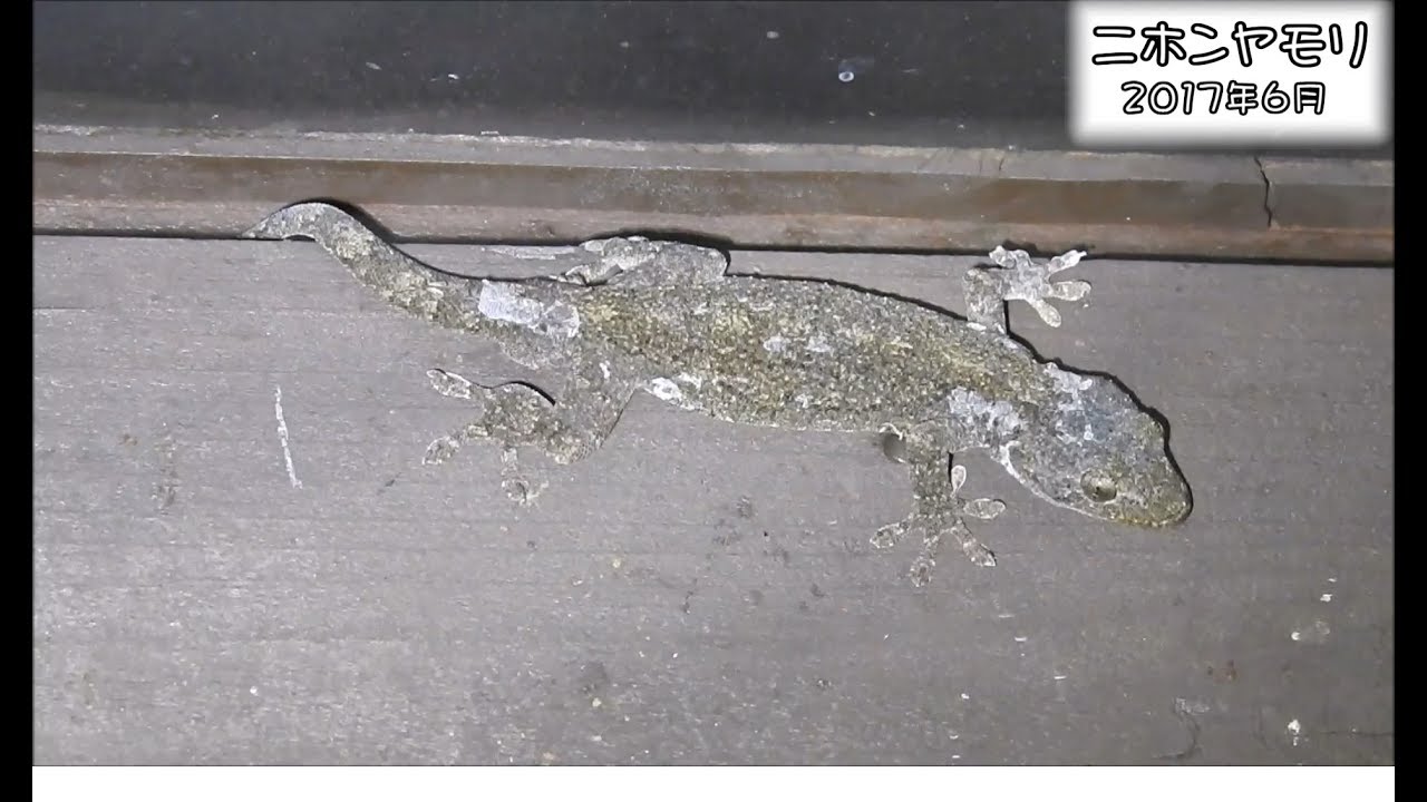 ニホンヤモリ Schlegel's Japanese gecko (Gekko japonicus) - YouTube