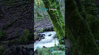 Sendeiro do río Xabriña. #galicia #apbvigo #xabriña