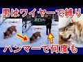 残忍な飼い主は無抵抗な犬を何度もハンマーで殴り続けました。世界の動物たちの話題を、慣れない翻訳で動画にしてみました。誤った表現がありましたら、どうかご勘弁ください、、。