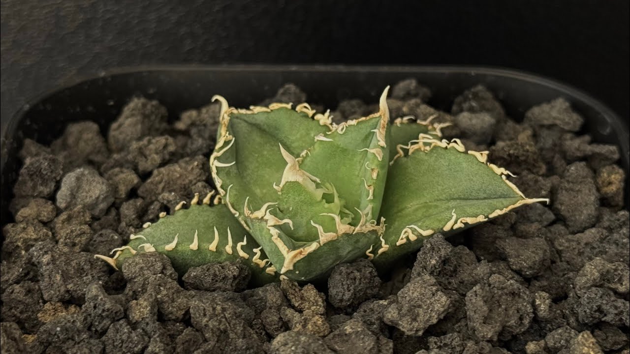 20241223 アガベ・チタノタ 白毫刺（芽）-009｜agave titanota - YouTube