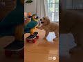 Puppy and Parrot’s Cutest Friendship Ever 🐶🦜 #Shorts📝 #puppy #parrot #viral #fyp #trendig