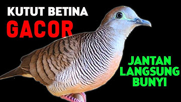 Suara Burung Perkutut Betina Gacor Memanggil Jantan Agar Rajin Bunyi
