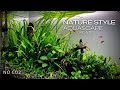 Low Tech Aquascape
