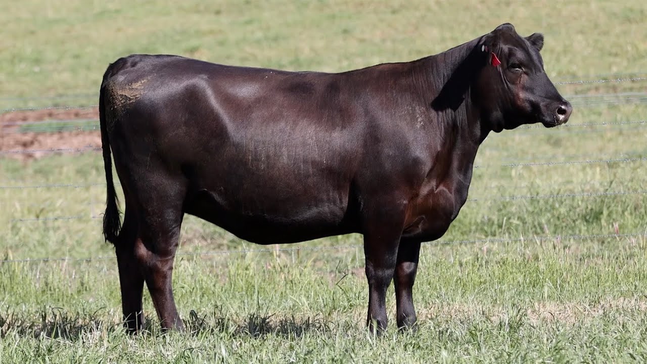 Lot 73 NZC22T230 KO Angus Heart of the Herd Female Sale 2023 - YouTube
