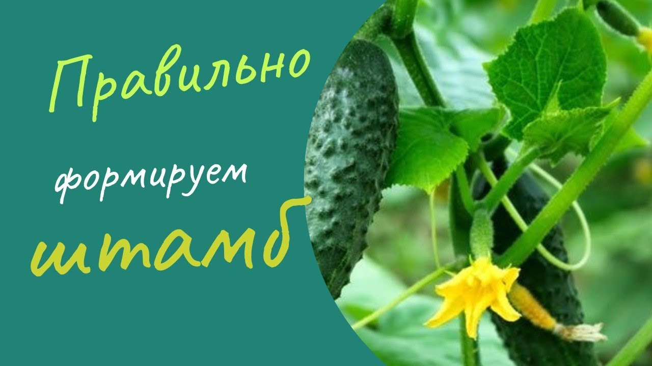 Зачем огурцы нужно формировать штамбом? - YouTube