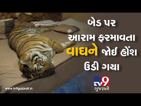 Assam: Tiger found sitting on a bed in a house in flood hit Harmati area of Kaziranga| TV9News