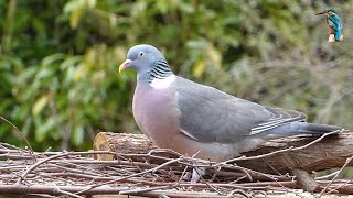 Cutest birds on the tree with soft sound . Video Capture in USA  by Wonderful Video World screenshot 3