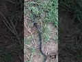 Don T Touch This Snake 